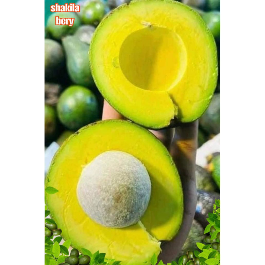 

alpukat mentega termurah