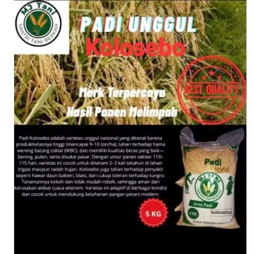 bibit padi 5kg KOLOSEBO umur genjah
