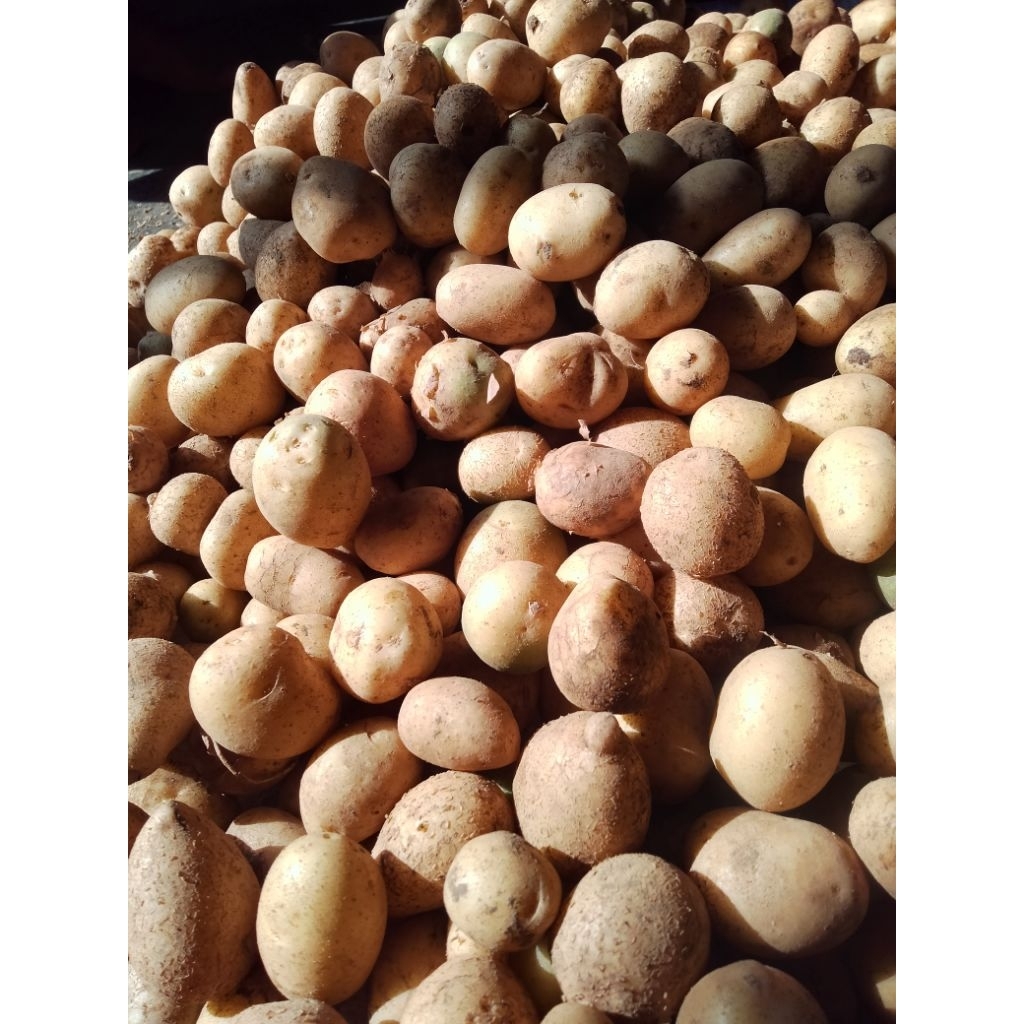 

kentang Granola ukuran kecil/Ares(Beby) 1kg fresh