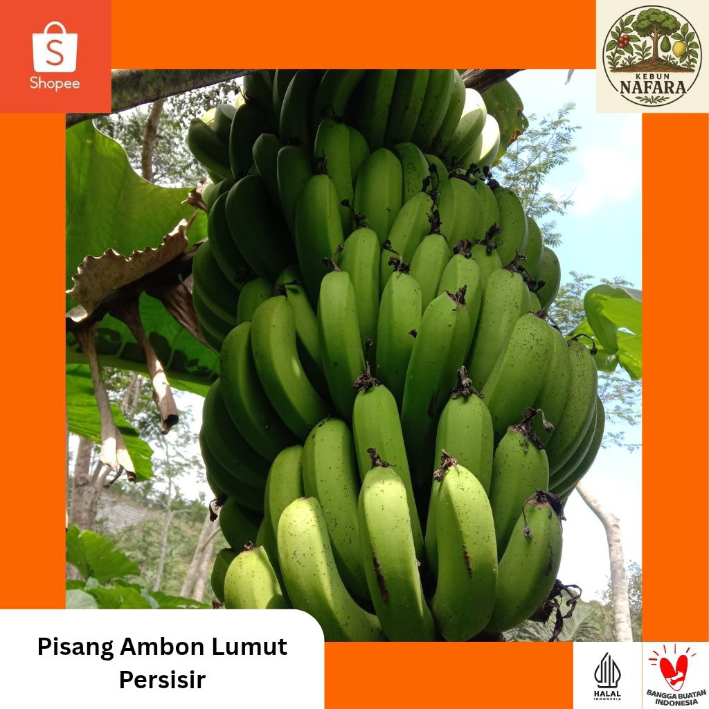 

Pisang Ambon Grosir Mix Besar Kecil | Pisang Super dari Kebun Organik (persisir)