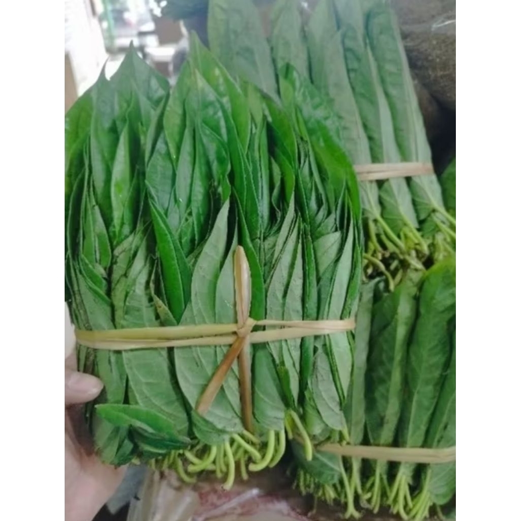 

Sirih Medan/Sirih Karo 1 kepit