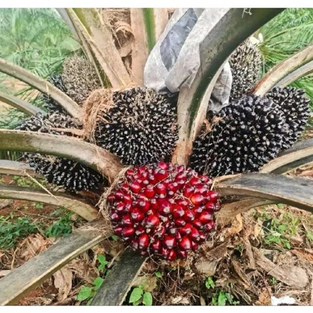 benih bibit polong sawit TENERA GOLDEN