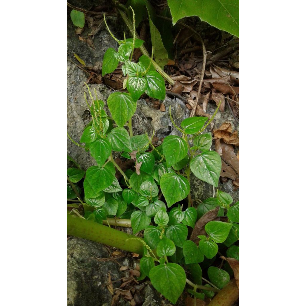 

Daun sirih cina atau daun ketumpang air fresh langsung petik size 100 gram