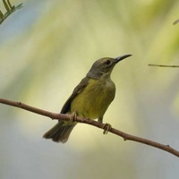 Korlap Kolibri Kelapa Bekasi