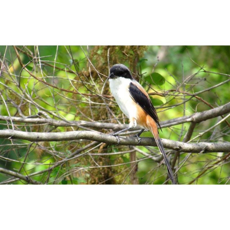 Pentet Trotol Jantan Bekasi