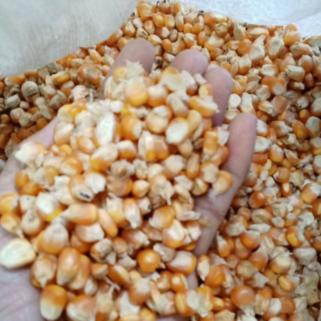 

Jagung Kering berkualitas Pakan ayam dan ternak lain 1kg