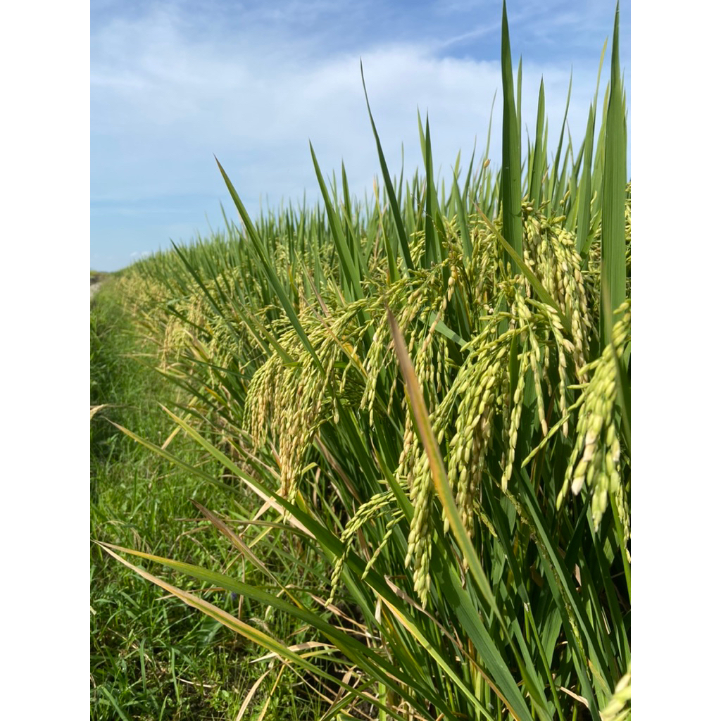 BENIH PADI AGRO SENTOSA (Jenis-Jenis Inpari)