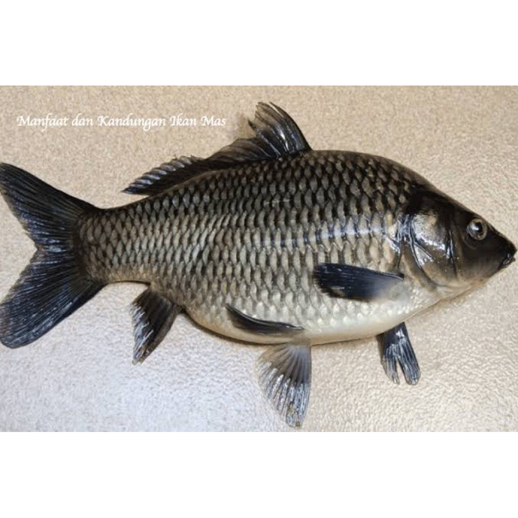 

IKAN MAS SEGAR 450 gram-950 gram/ 36 FRESH PALEMBANG