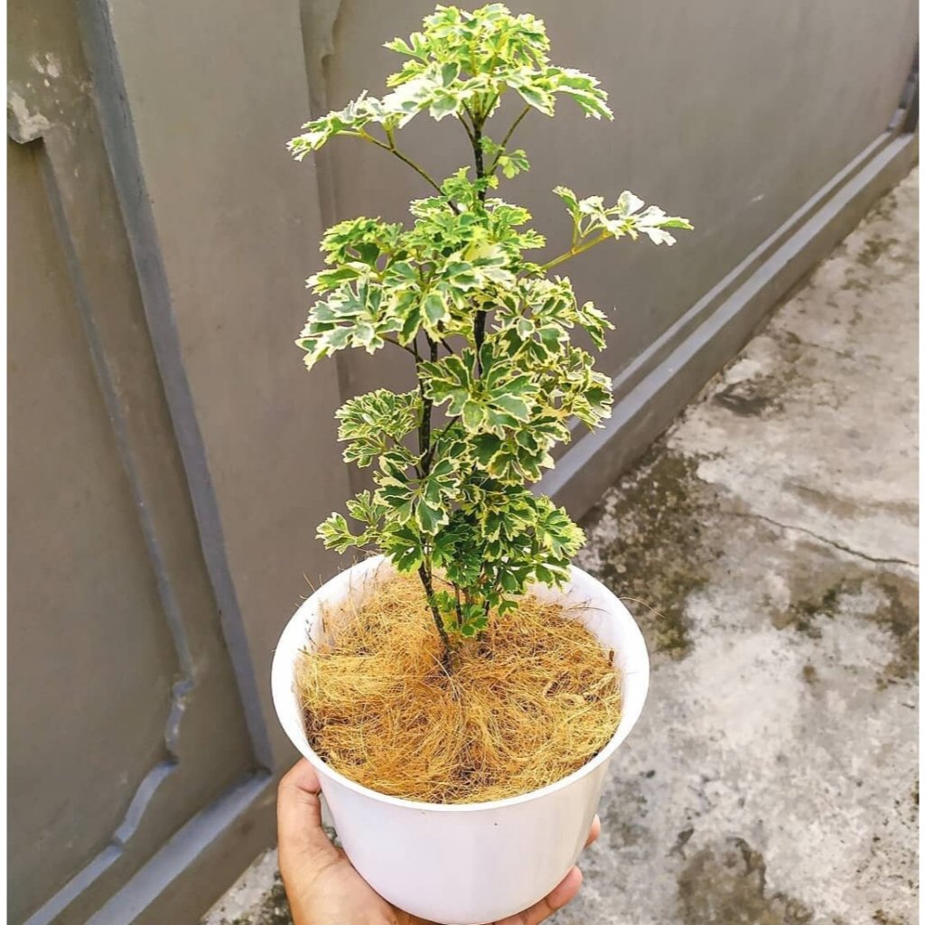 Bibit Tanaman Hias Kedondong Laut Varigata / Andong Laut Unggulan