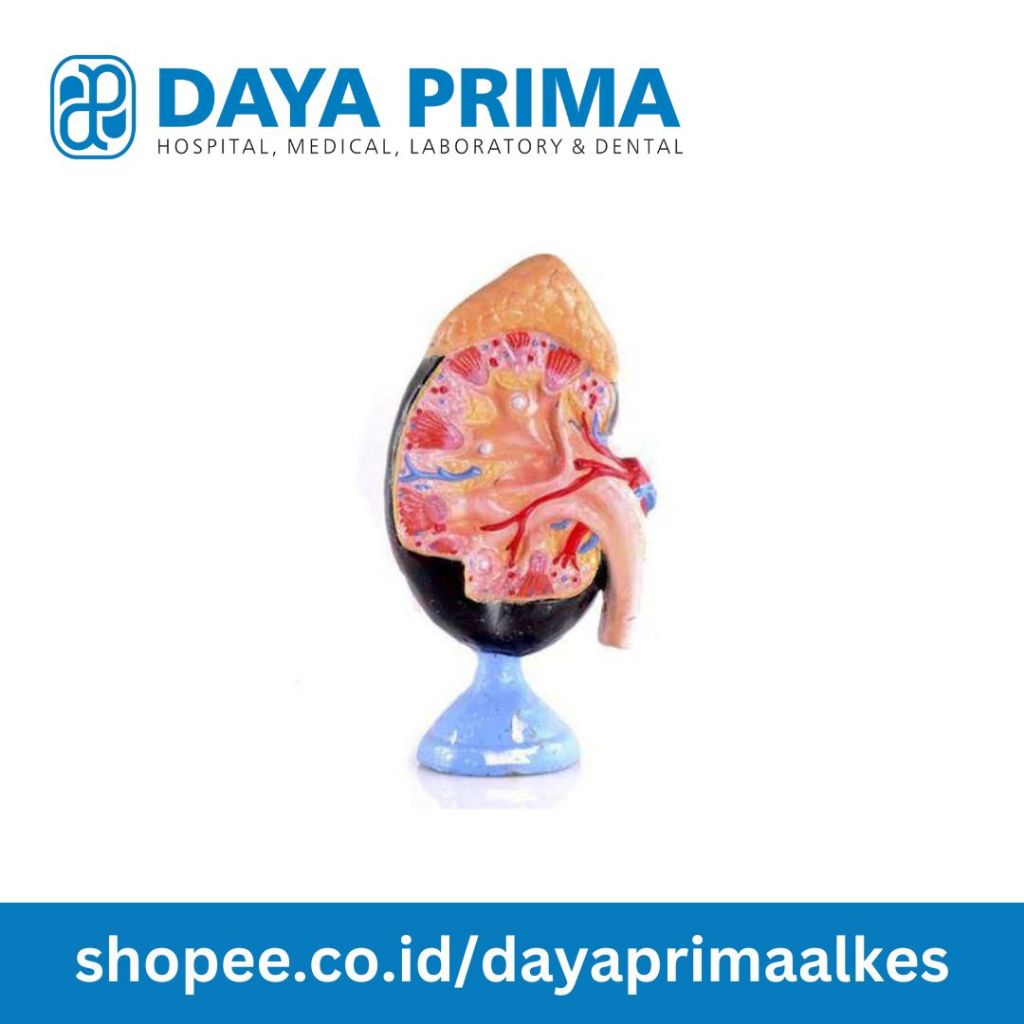 BMD-76 Model Ginjal Manusia