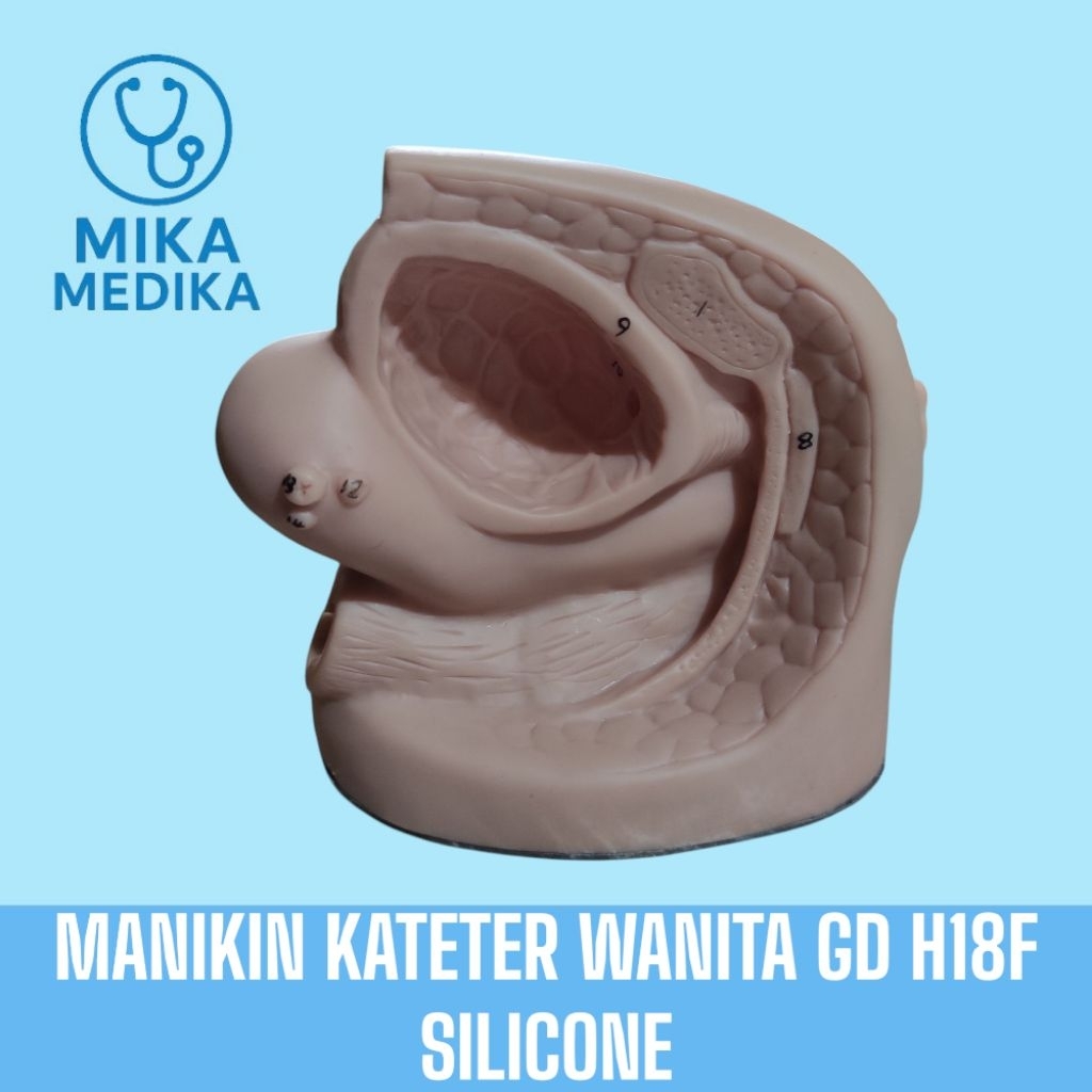 Manekin Kateter Wanita GD H18F Silicone / Alat Peraga Kateter Wanita GD H18F Silicone / Manikin Kate