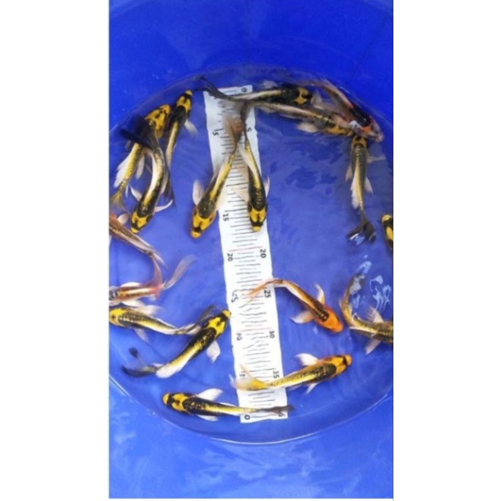 

Koi Kabuto Paket 6 ekor berkualitas