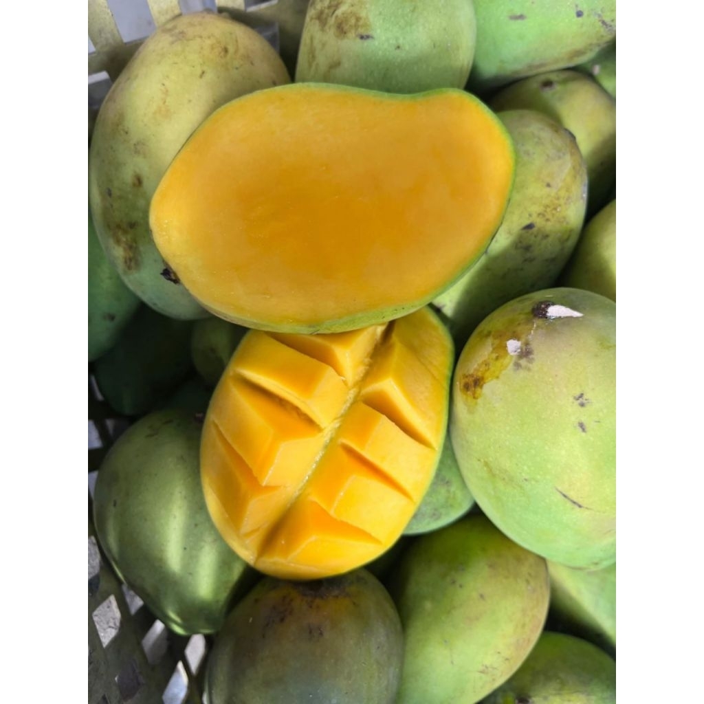

mangga harum manis 4 ( buah )