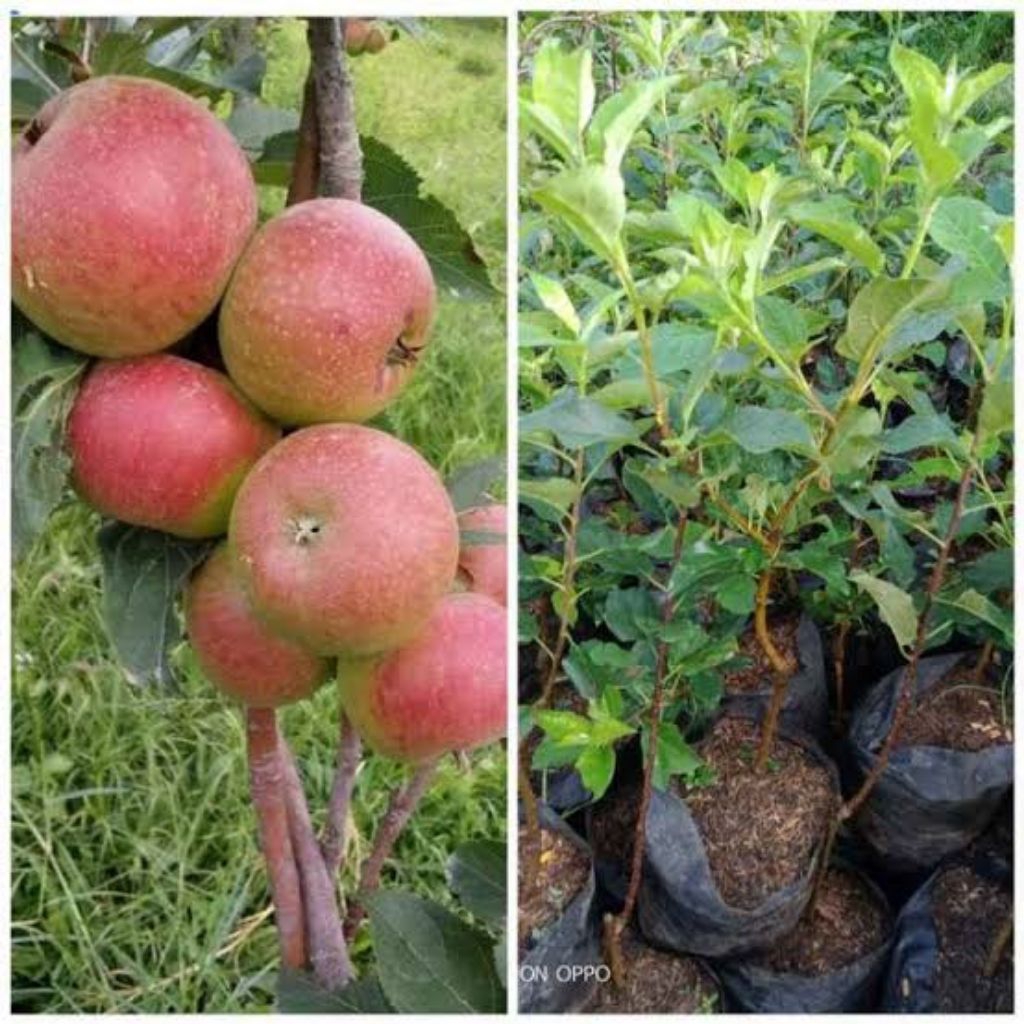 bibit apel fuji cangkok unggulan