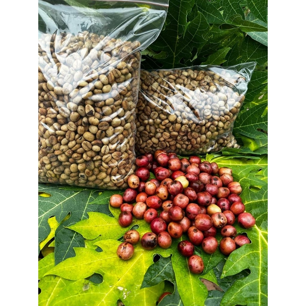 

kopi biji semai klon Jumani 100% asli 1kg