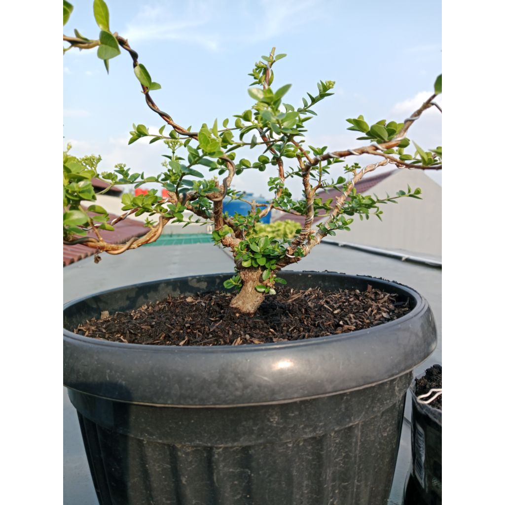 Bonsai Sancang batang besar