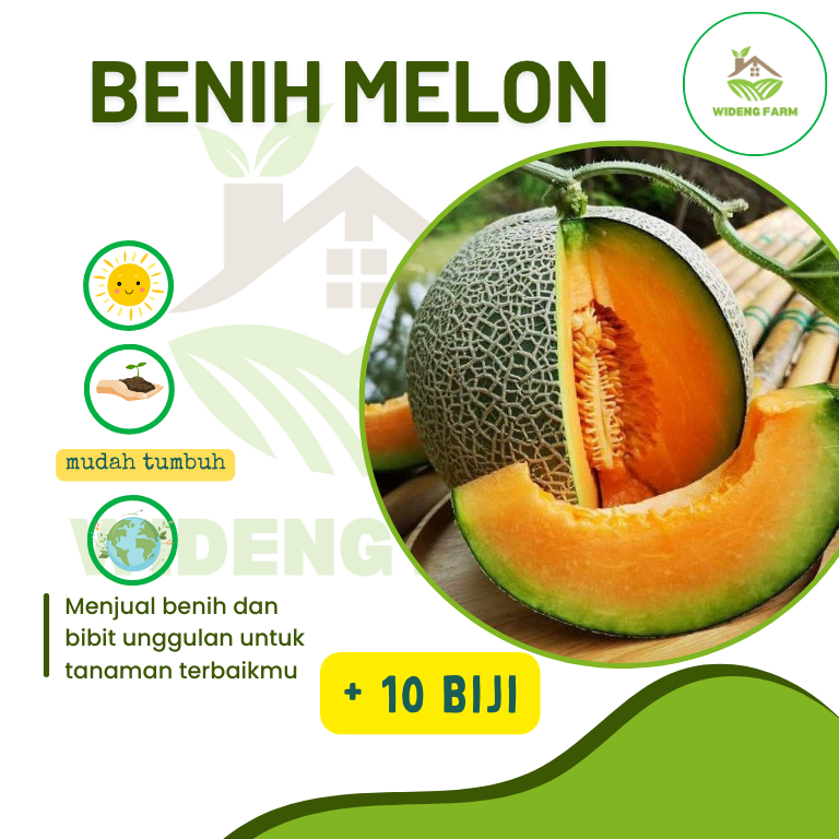 5 biji bibit melon madu super manis MANDALA F1 benih melon premium benih melon madu