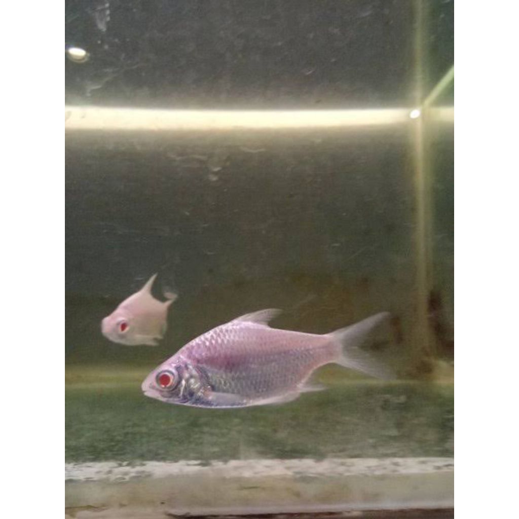 kebutuhan kaviat platinum