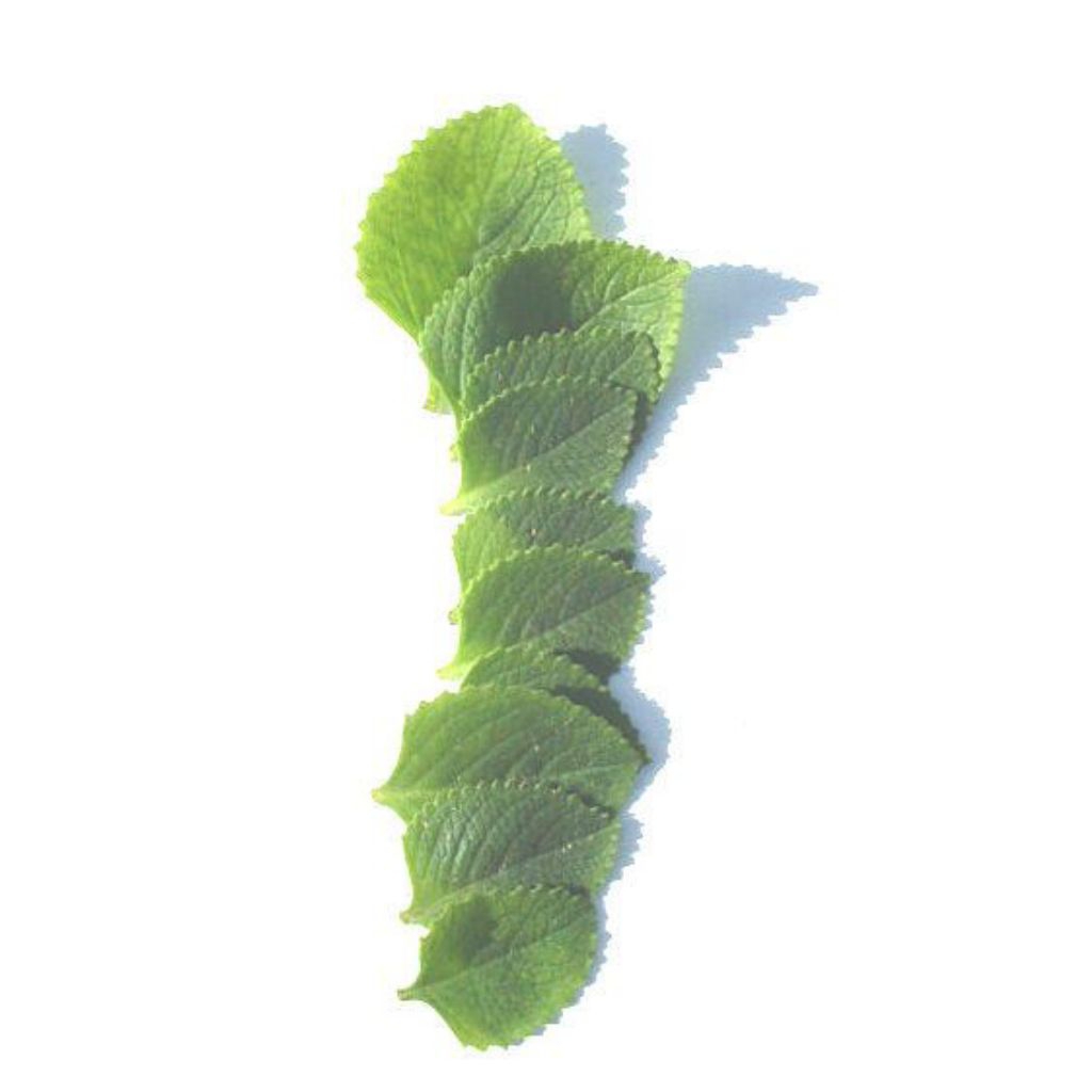 

Daun Chuak Bao 30 gram