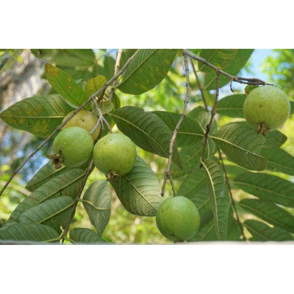 

jambu biji per 100gram