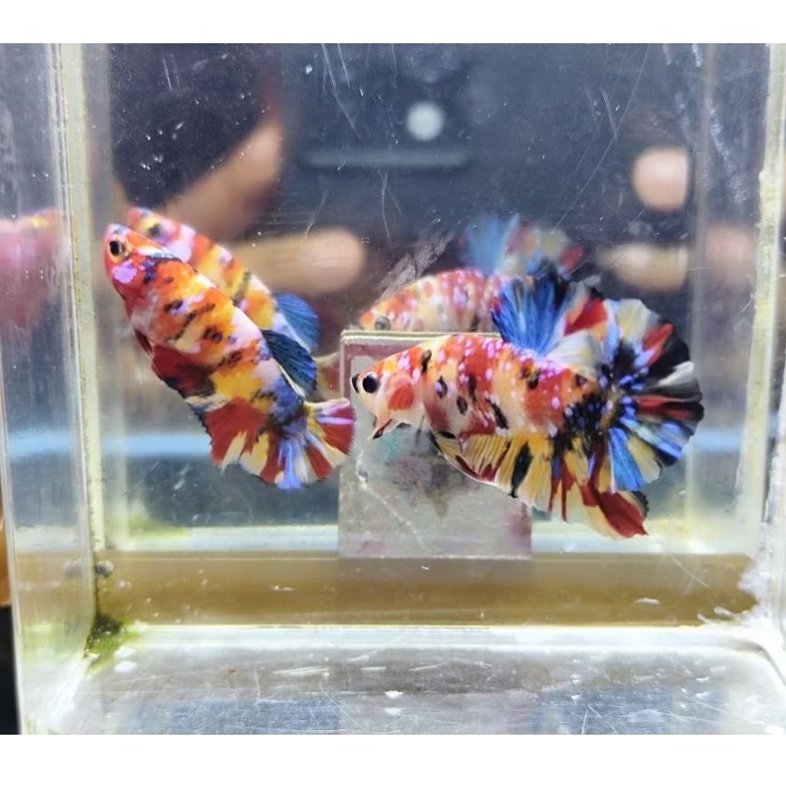 1 PASANG YELLOW BASE MULTICOLOUR, SETINGAN BREDING, cocok buat indukan