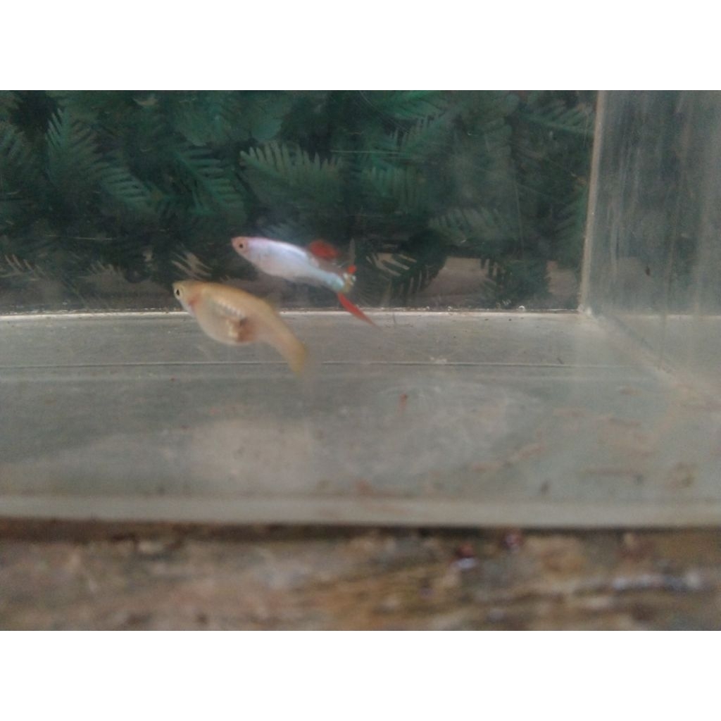 endler blonde Silverado hiasan aquarium