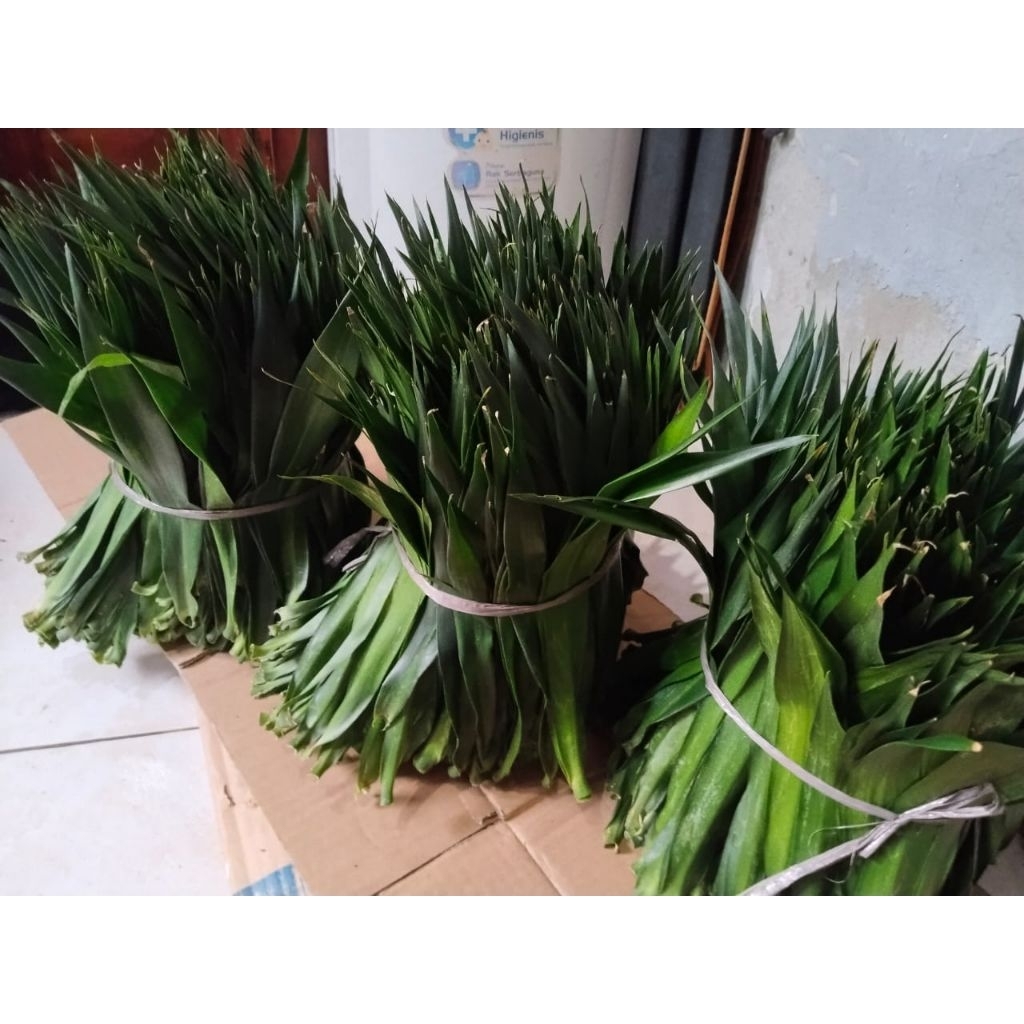 

DAUN SUJI SEGAR PAKET 3KG DIPETIK DADAKAN