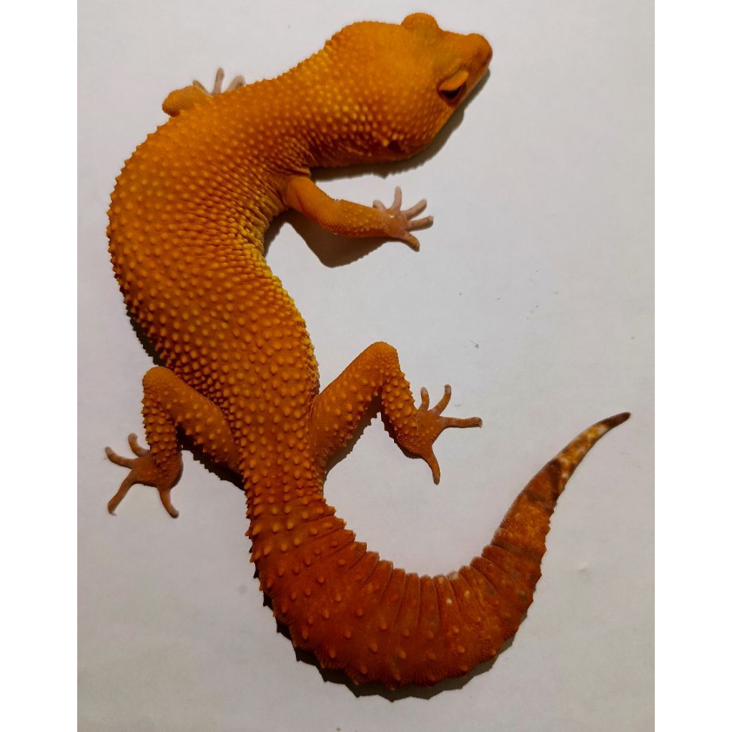 esuai Motif / Foto ) Premium Quality Free calcium, Leopard sesuai foto Asli Gecko Leopard Dewasa ( S