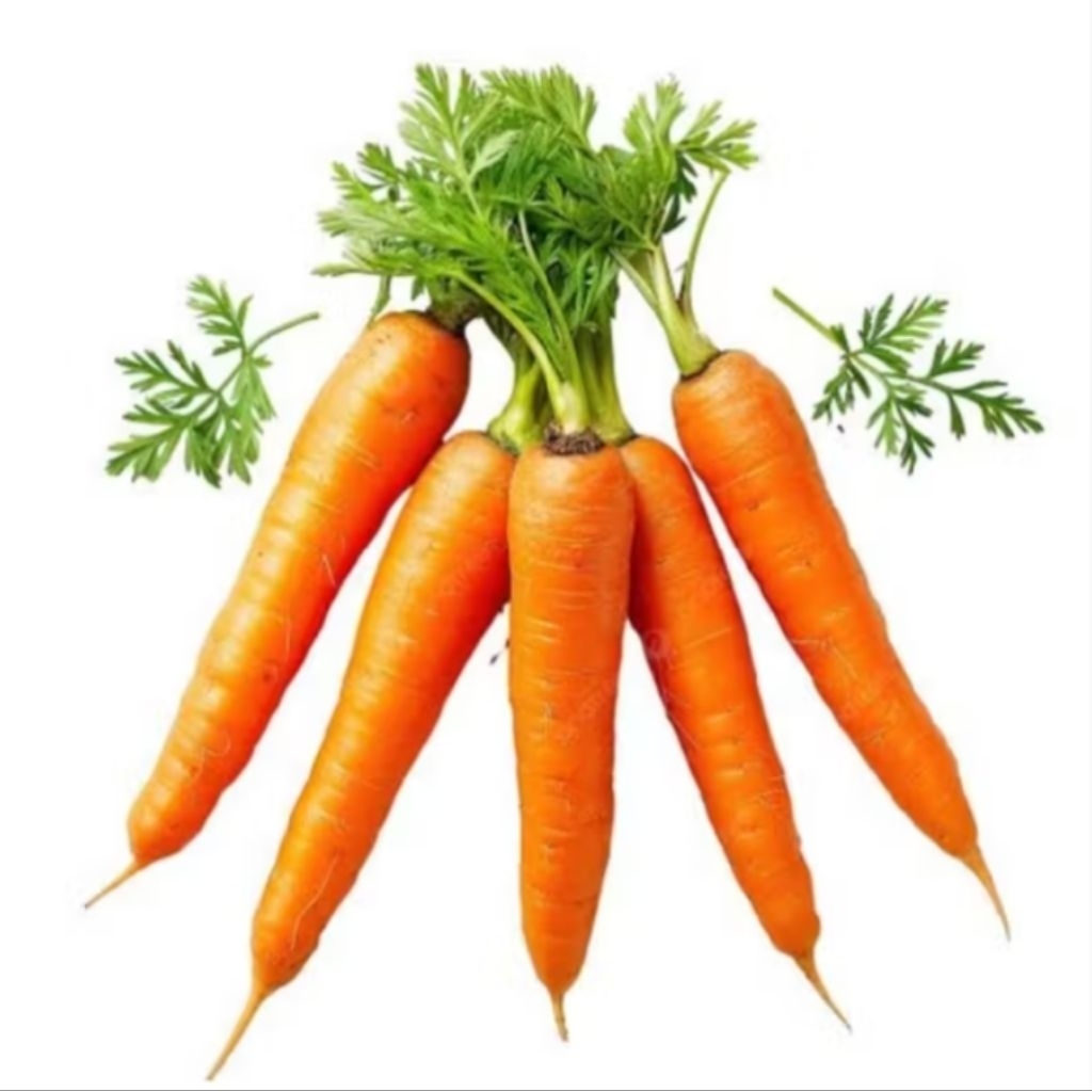 

Wortel Fresh Lokal Langsung Dari Kebun / Sayuran Wortel Fresh Lokal