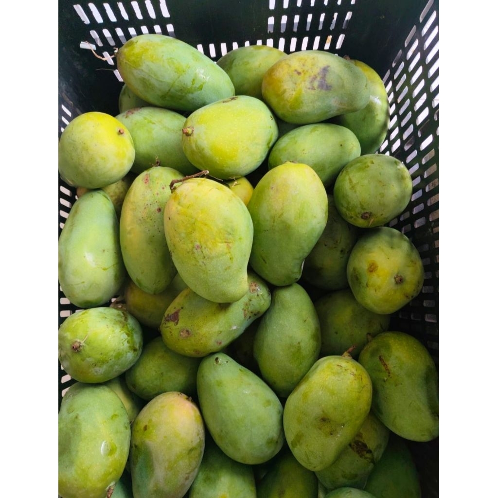 

Mangga harumanis