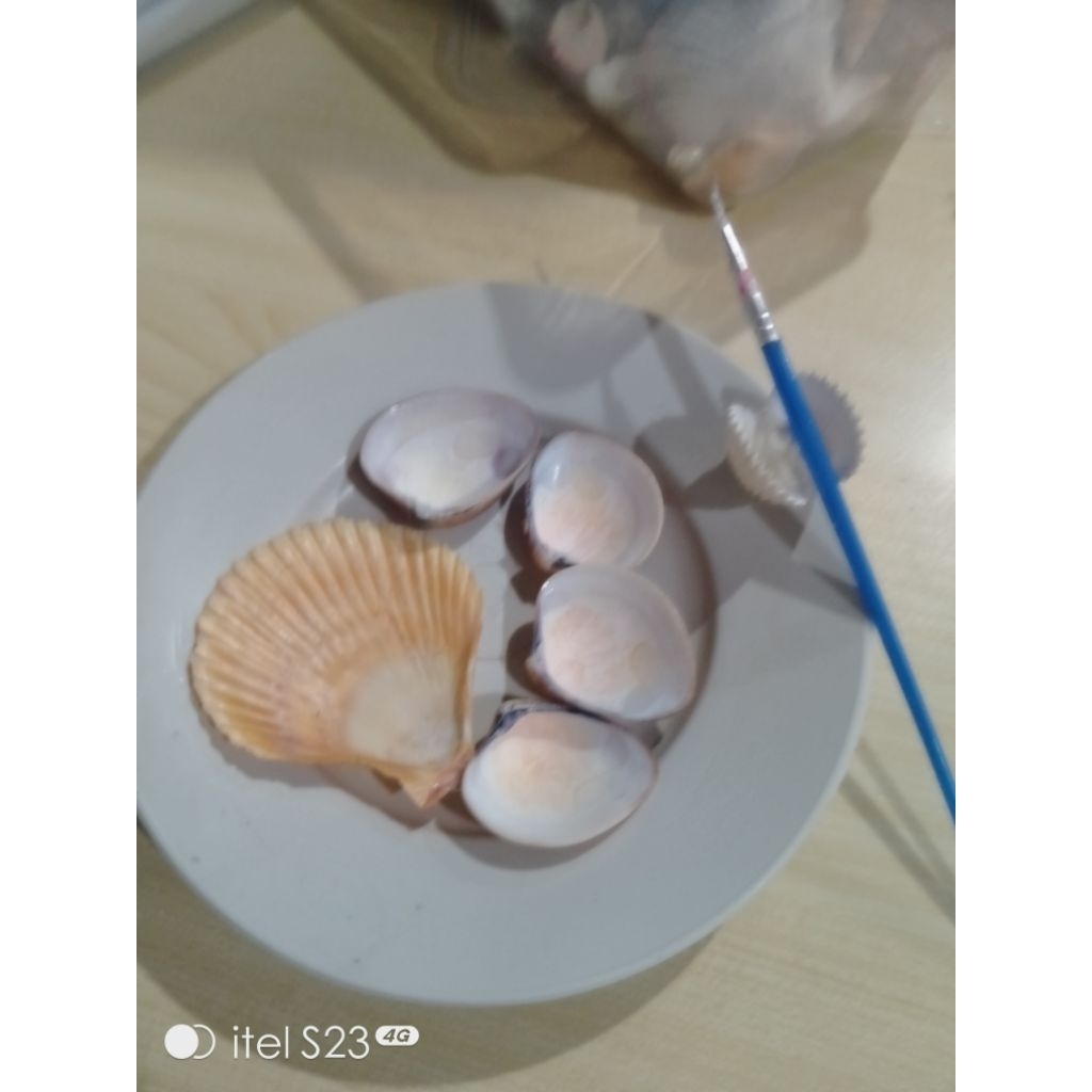 

palet untuk melukis dari kerang