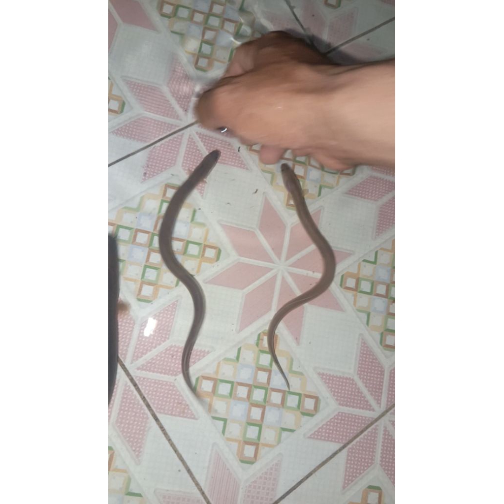 Bibit Sidat  10 ekor ( 10 - 17 gr" per ekor ) Anguilla Bicolor