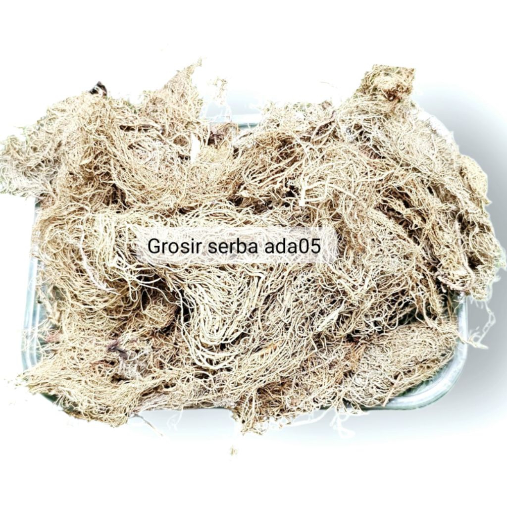 

Akar angin berat 1 kg