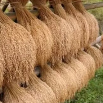 Bibit Padi Gogo Padi merah Huma padi ladang 1kg