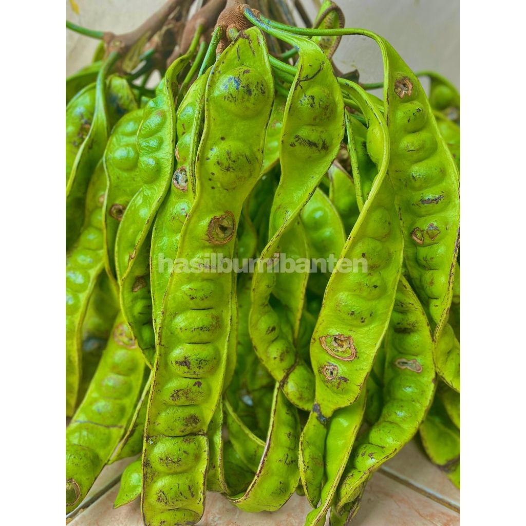 

PETE/PETAI CAMPUR SISA PILIHAN ISI 15 PAPAN LONJOR MURAH MERIAH