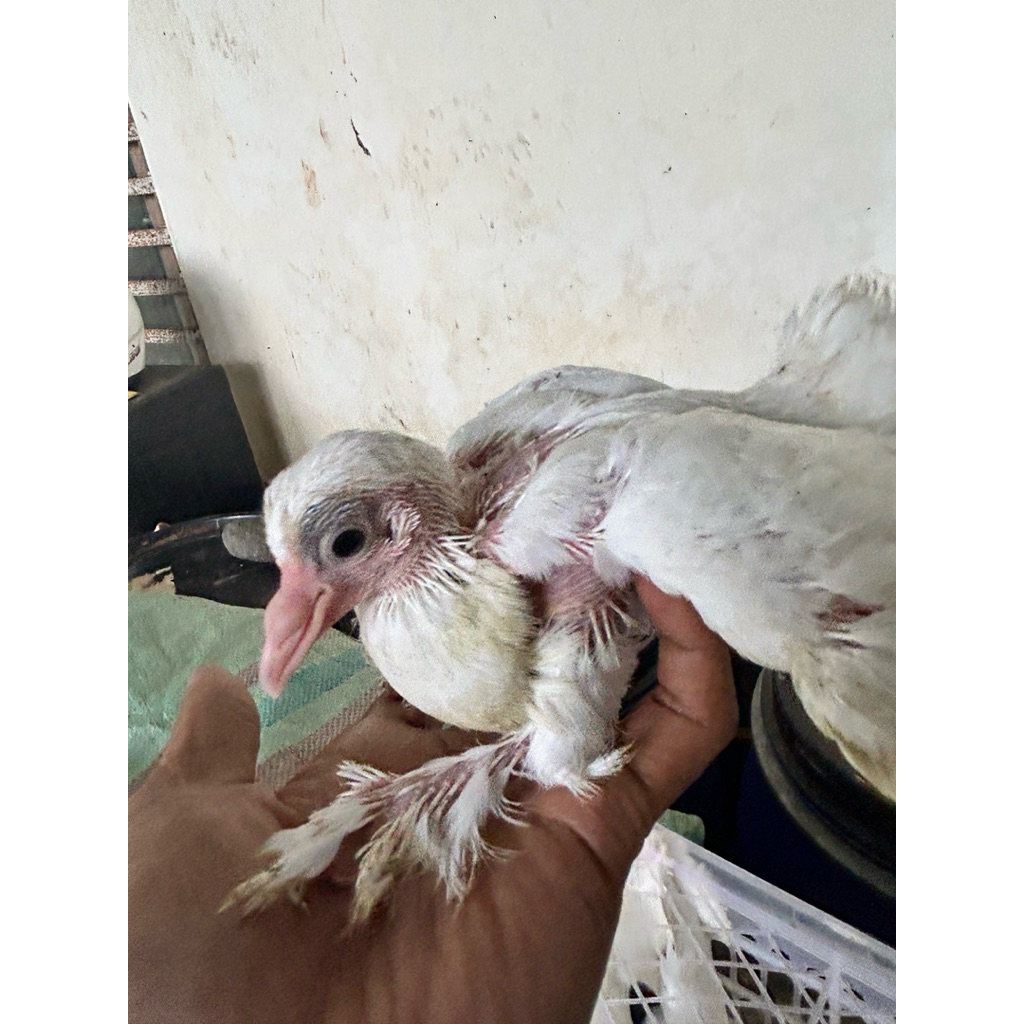 anak mepati hias merpati hias. merpati lahore.