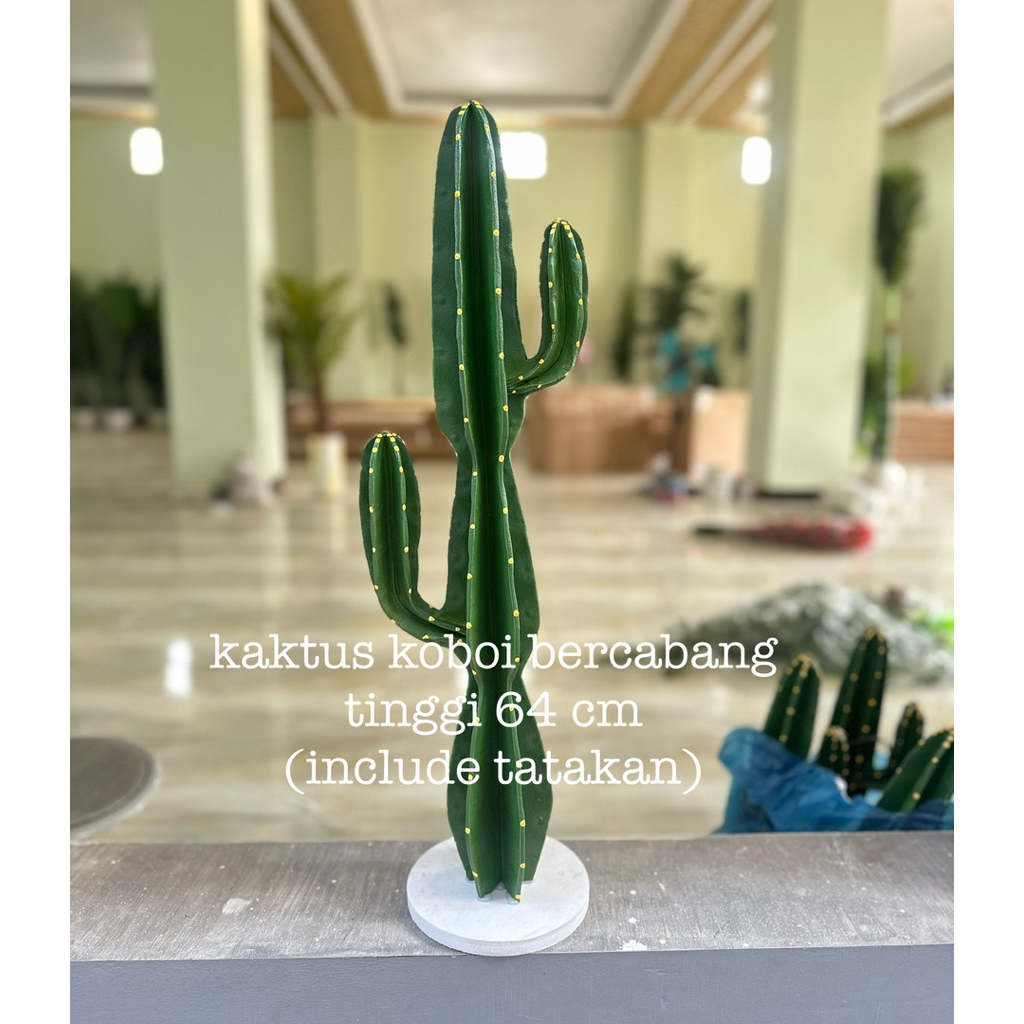 Kaktus Joget viral / kaktus Koboi Bercabang