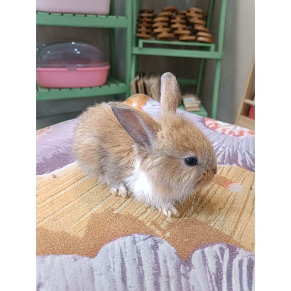 Anakan Kelinci Lokal semi Anggora READY STOCK