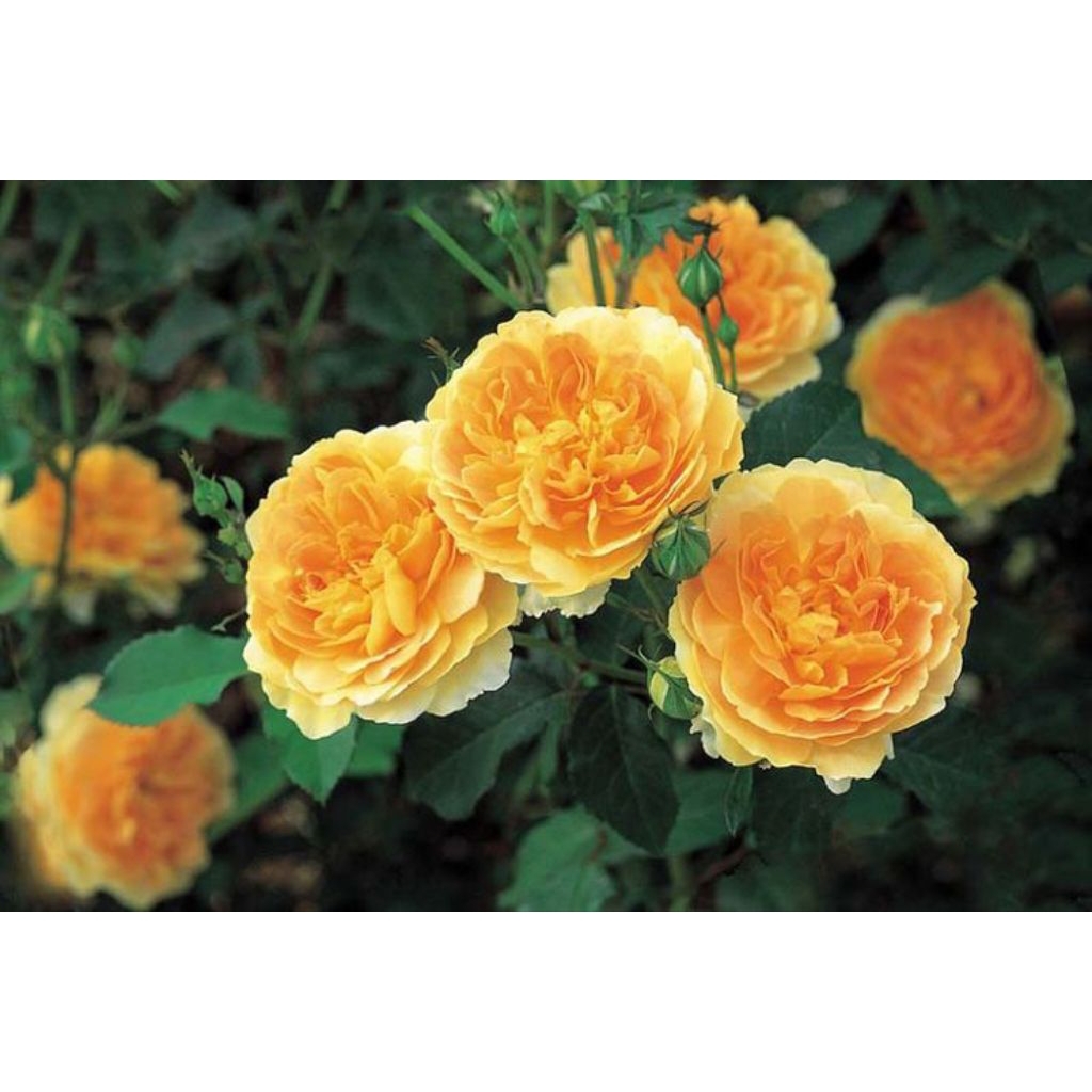 MAWAR IMPORT MOLINEUX (indukan)