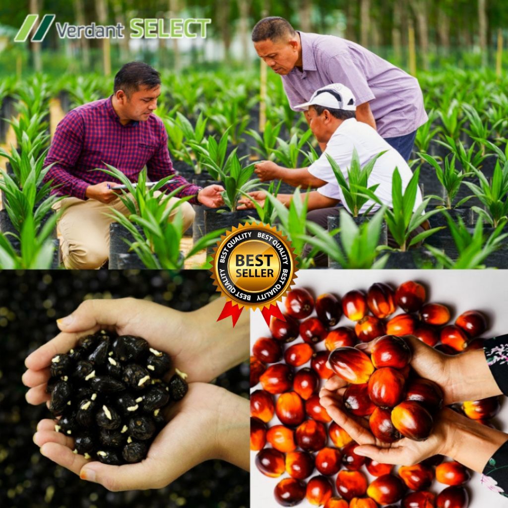 KECAMBAH SAWIT VERDANT SELECT ORIGINAL SERTIFIKAT