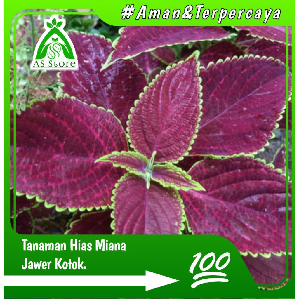 Tanaman Hias Miana Jawer Kotok..