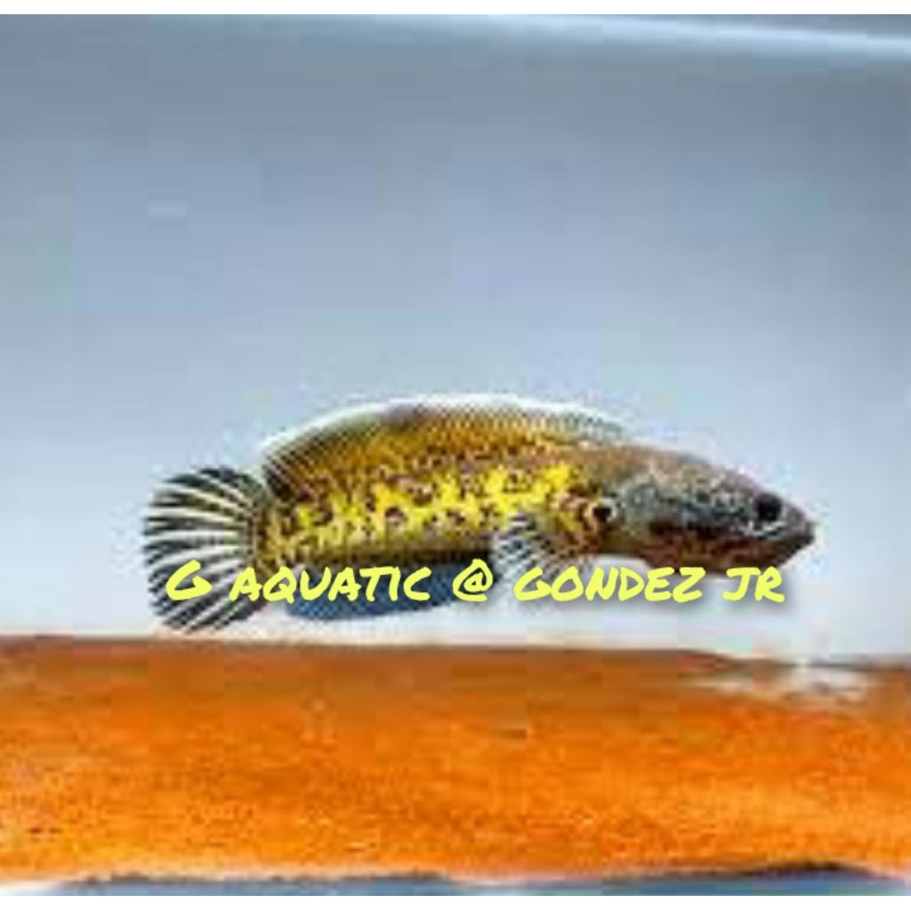 ikan Channa auranti size 15cm