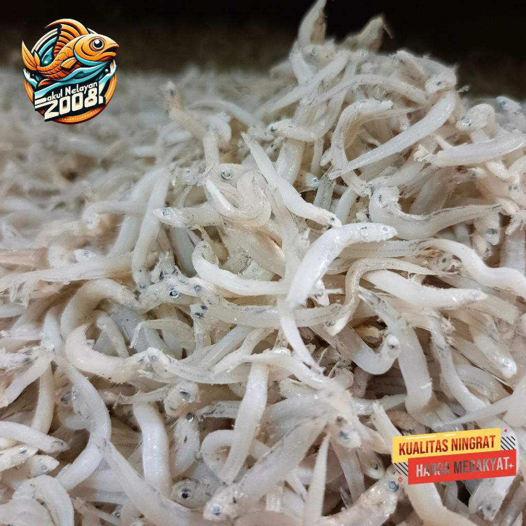 

Teri medan | ikan teri medan | Vip