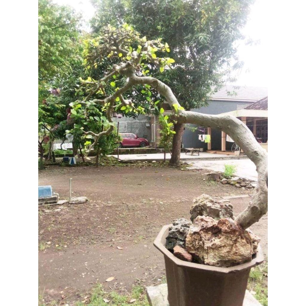 Tanaman hias bonsai serut gaya bunjin