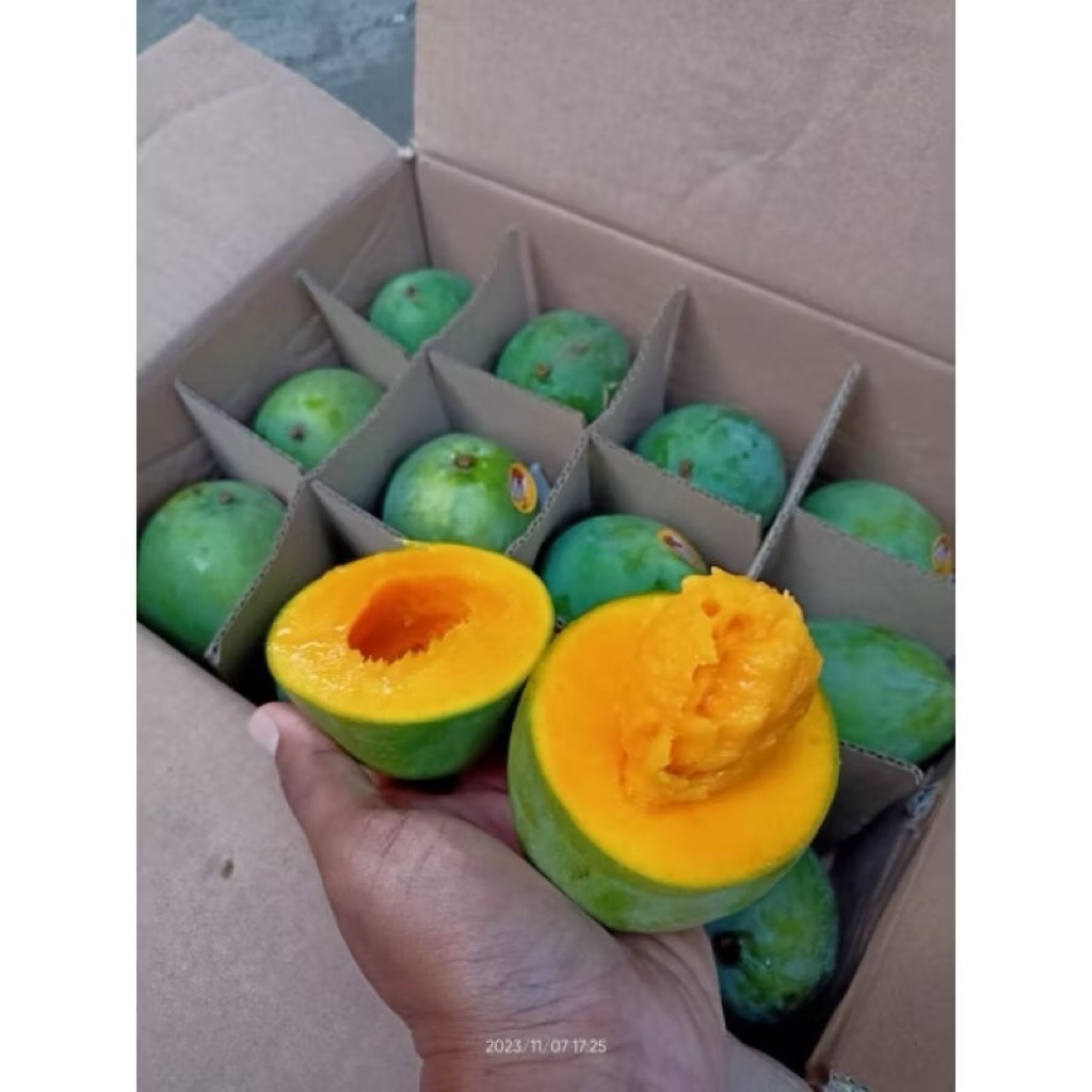 

Mangga Alpukat Asli Klonal | Mangga Alpukat Tua Pohon Fresh 5kg | Box
