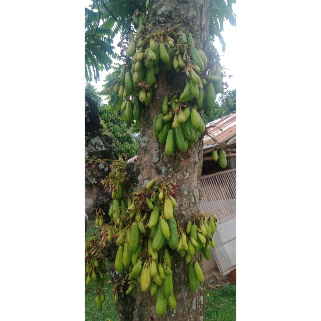 

Belimbing wuluh 1kg Langsung Petik Di Pohon