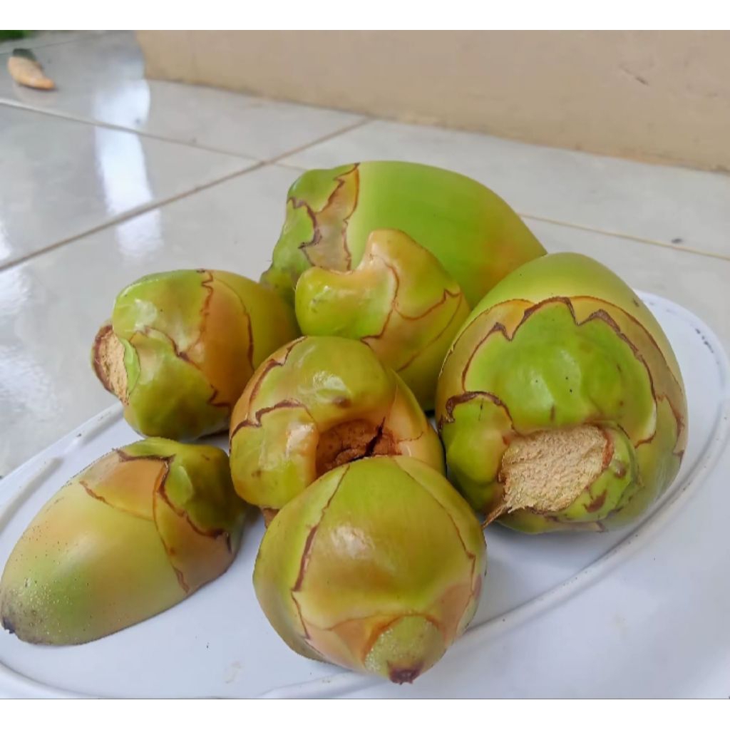 

BLULUK KELAPA / 15 BIJI