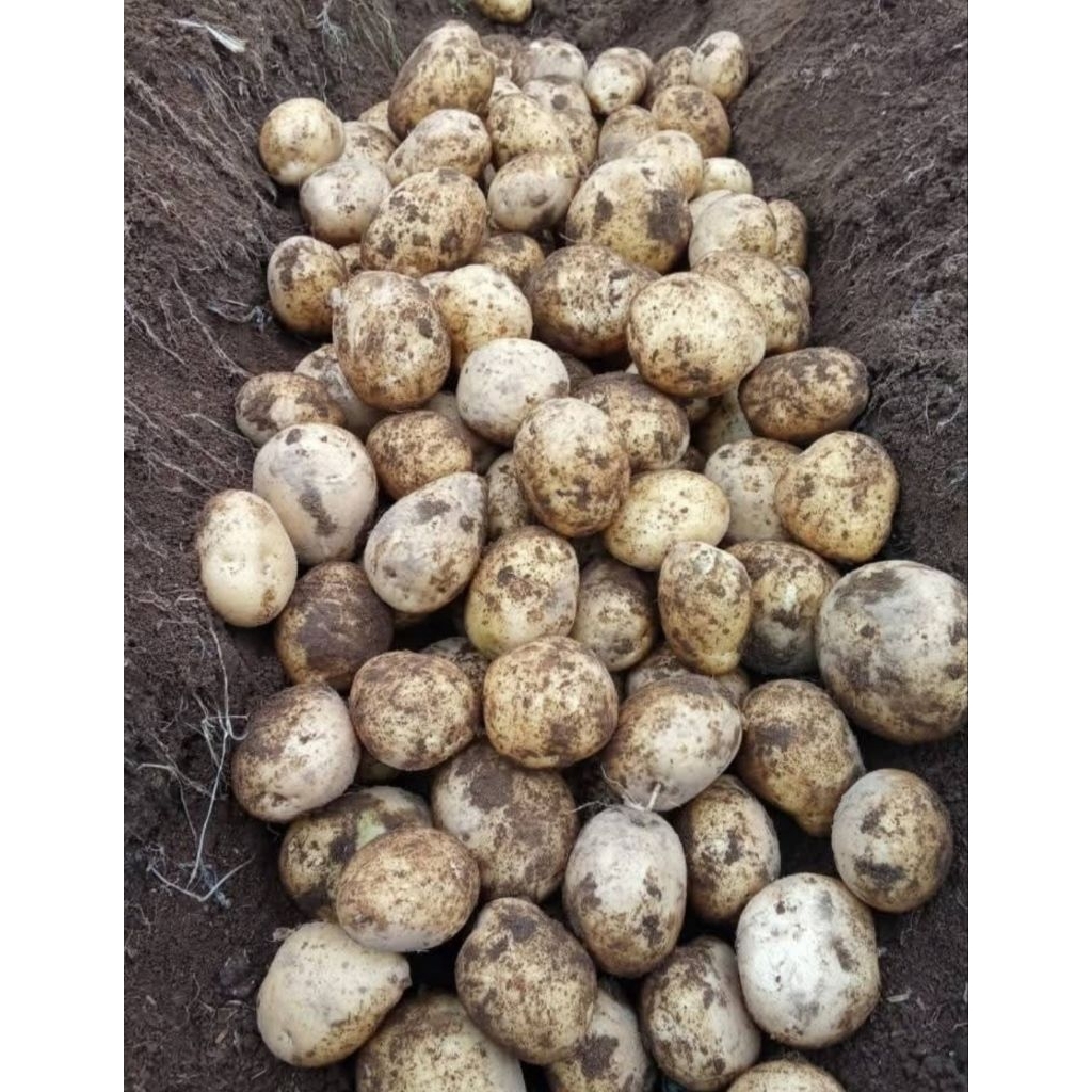 

KENTANG DIENG SUPER TERMURAH!!!