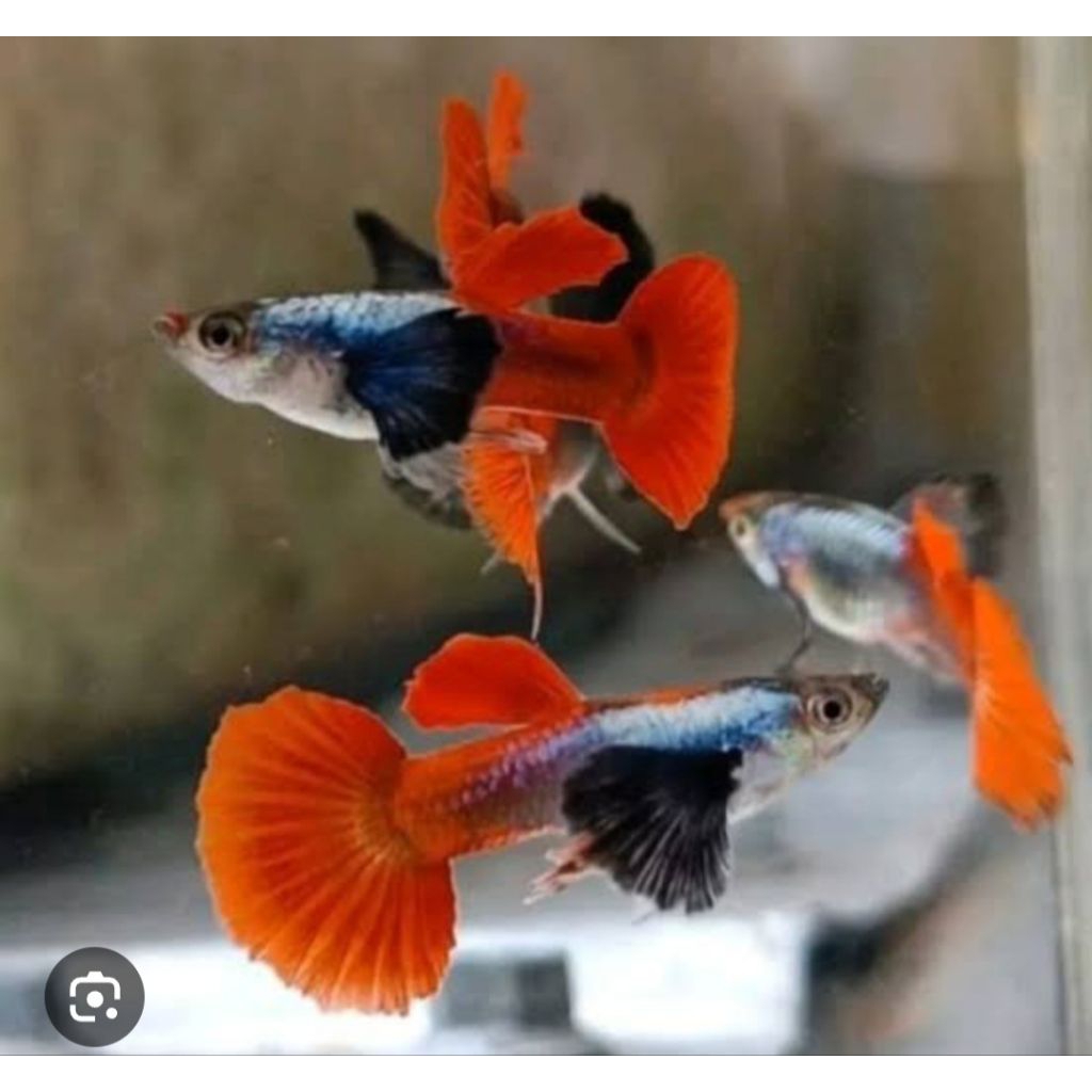 Guppy prtde kuping gajah jantan dan betina