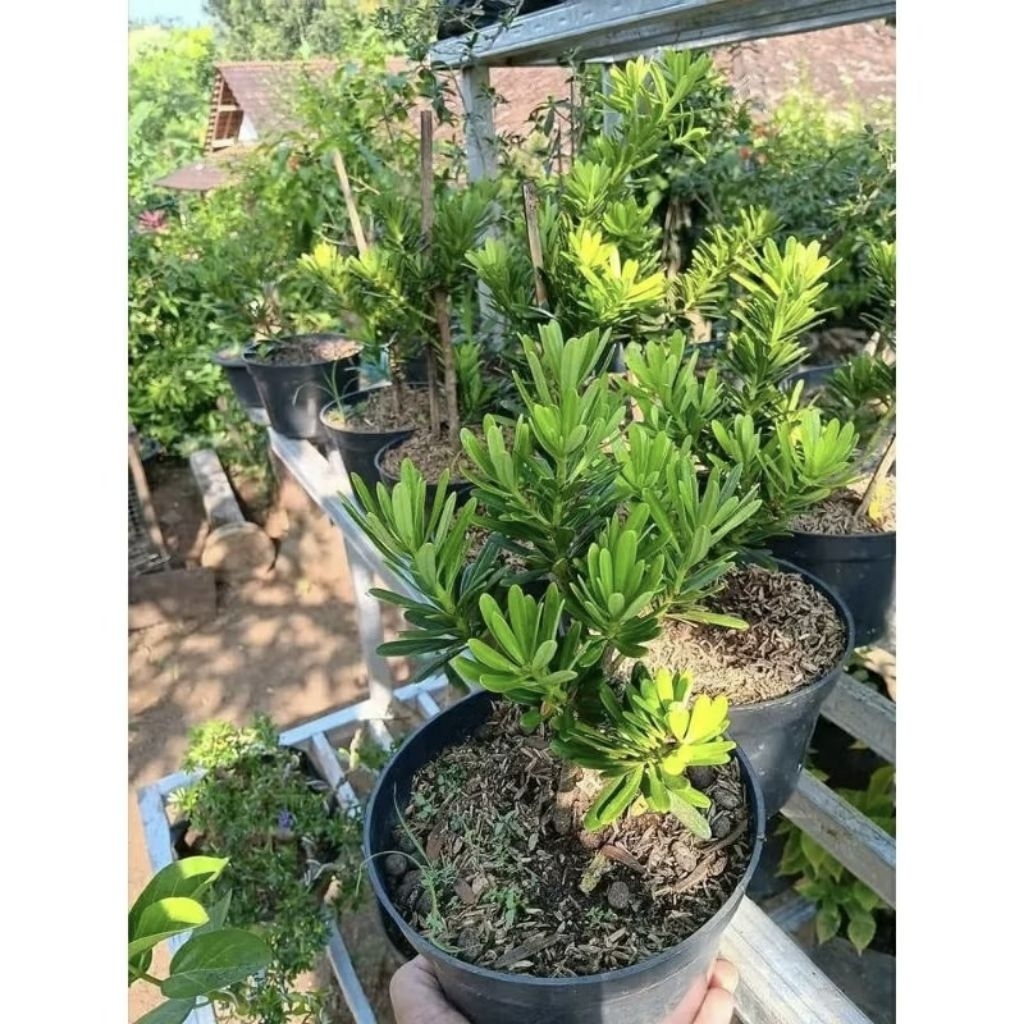 Benih Pohon Lohansung Mawar Kualitas Premium/Bahan Bonsai